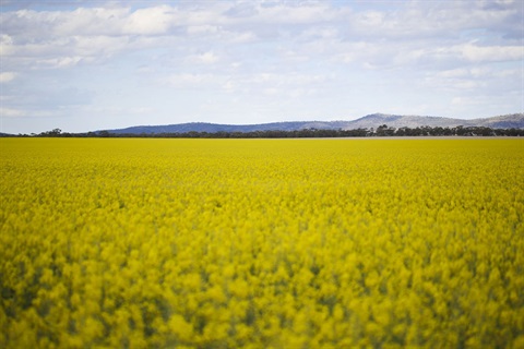 field-of-canola.jpg